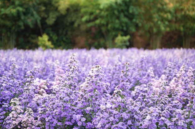 庭に咲く紫色のマーガレットの花