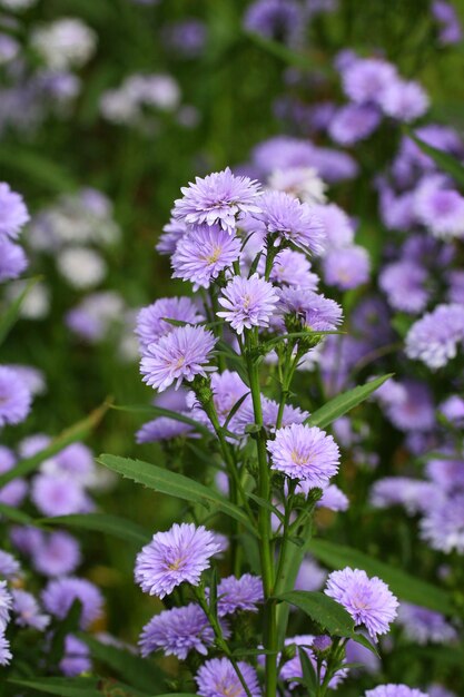 Purple Marguerite flower in bloom