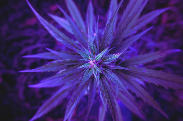 Photo purple marijuana leaves or cannabis plant with green veins on a dark background