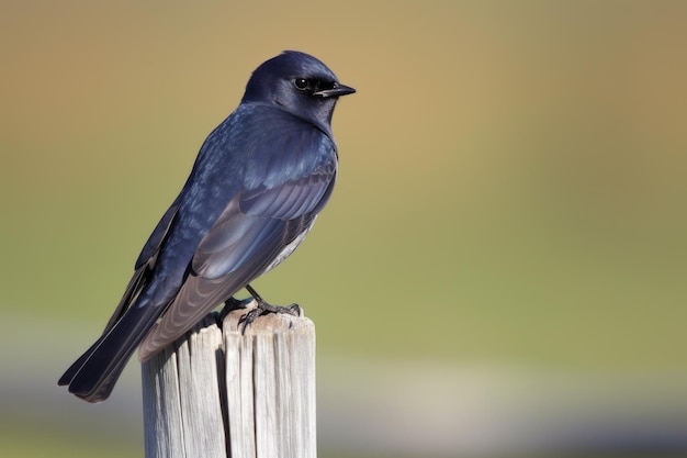 Purple martin bird Generate Ai