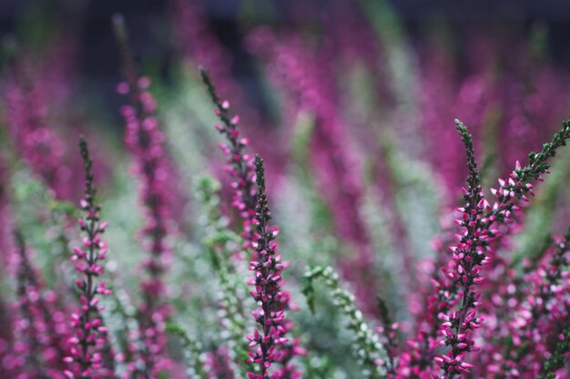 紫色の牧草地の花の背景