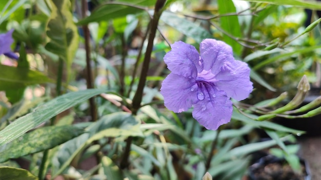 Purple Mexican Petunia Flower