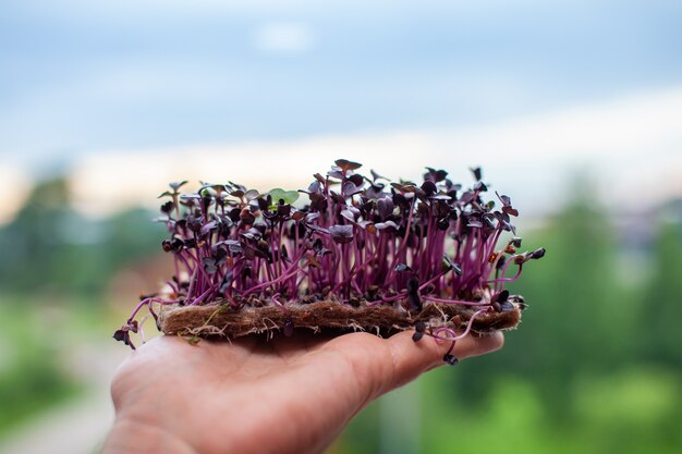 Purple micro-green radish sprouts in your hand. Growing radish or basil sprouts in close-up at home. The concept of vegan and healthy food. Sprouted seeds, micro-greens