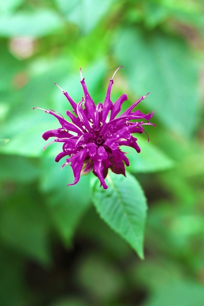 Purple Monarda flower