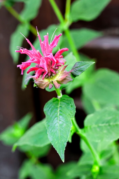 Purple Monarda (Monarda didyma) flower closeup