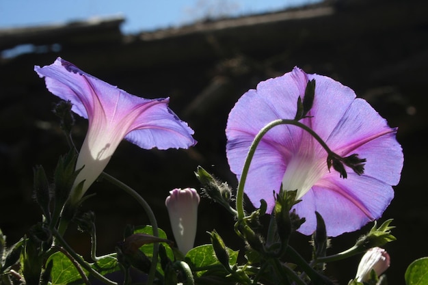 紫アサガオの花のクローズアップ