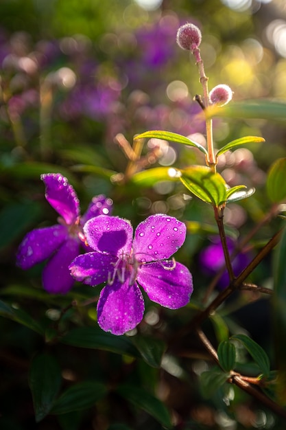 Purple in the morning