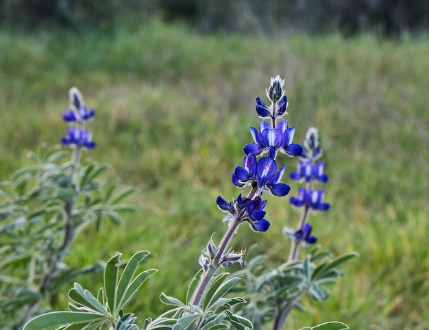 Purple mountain lupine in the rays of the setting sun