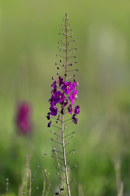 Foto verbasco viola