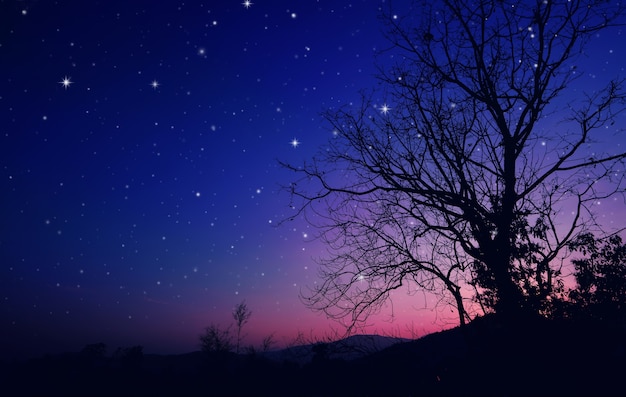 Фото Фиолетовое ночное небо и звезды с деревьями