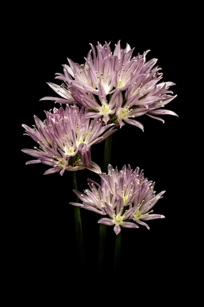 Purple onion flower