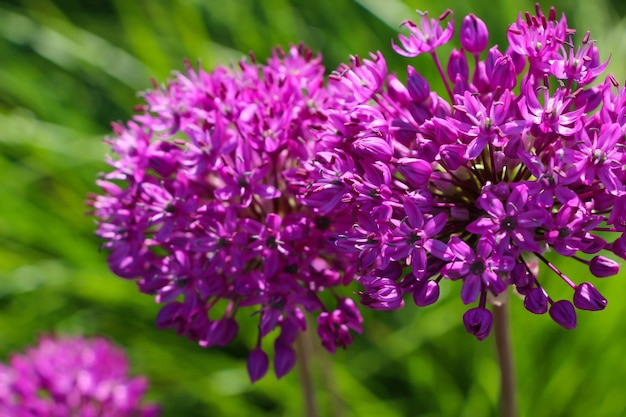 選択的な焦点と自然なぼやけた緑の背景rocamboleの紫色のタマネギの花