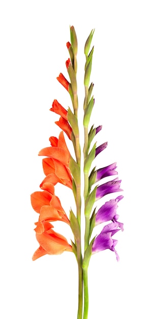 보라색과 주황색 글라디올러스 꽃 흰색 배경에 고립. 아름 다운 여름 꽃입니다.