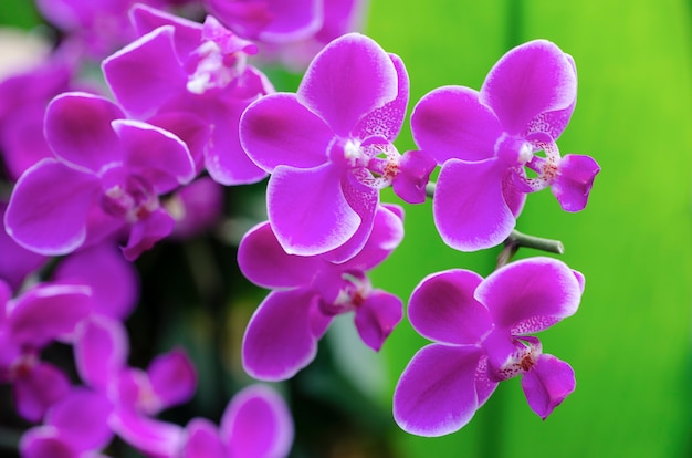 Foto orchidea viola sfocata con sfondo sfocato