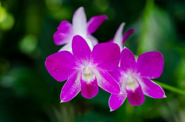 Foto orchidea viola vaga con fondo verde