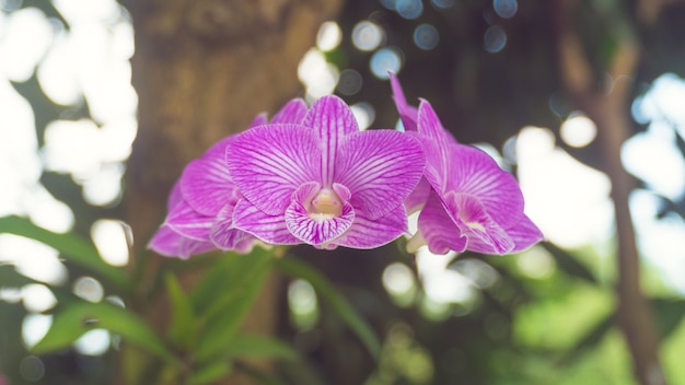 庭の紫色のランの花束