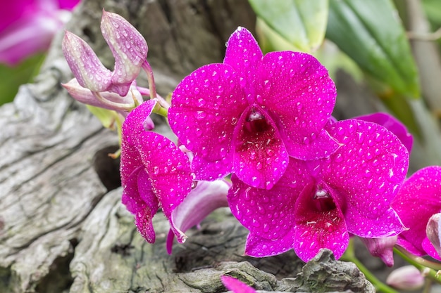 Purple orchid, Dendrobium sonia