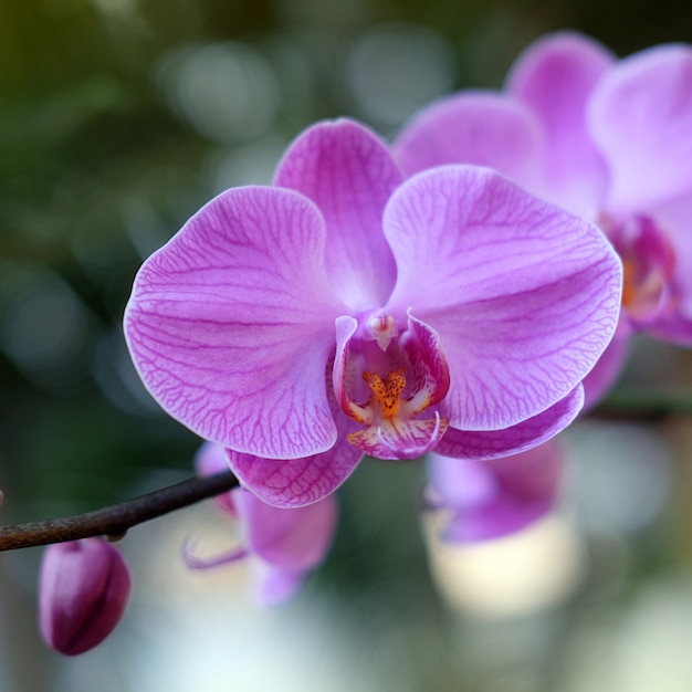 紫色の蘭の花ファレノプシスファレノプシスまたはファラバタフライランとして知られている右側の紫色のファレノプシスの花