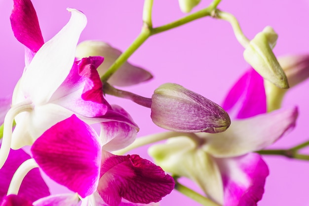 Photo purple orchid flower on pink background; indoor.