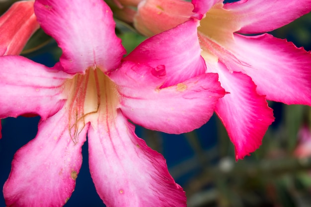 野生の庭の紫色の蘭の花