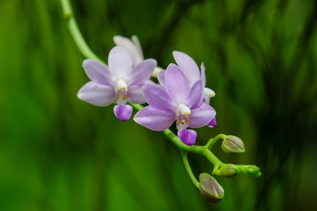 紫色の蘭の花