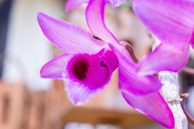 Purple orchid flower