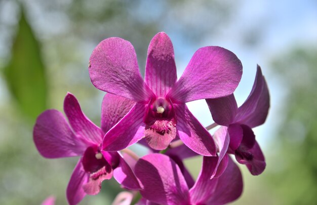 緑と白の背景に自然の紫色の蘭の花