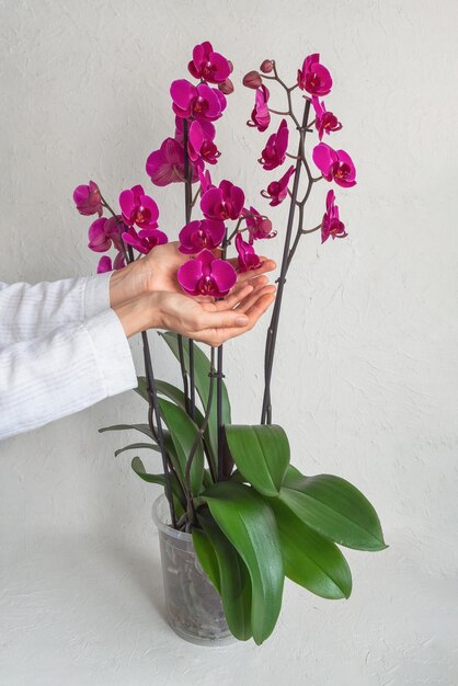 Purple orchid flowers in the palms Home gardening orchid breeding Vertical view