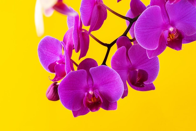 Purple orchid flowers