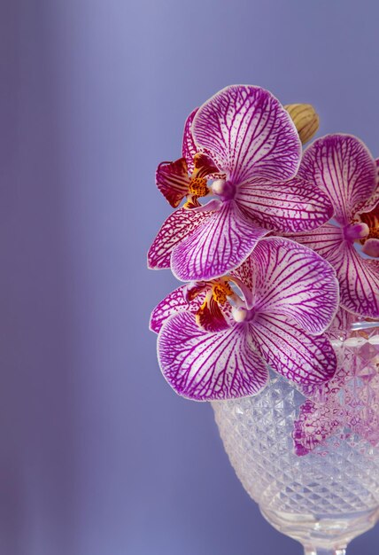 фиолетовая орхидея в стекле вблизи на фиолетовом фоне