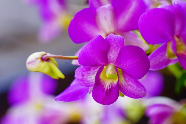 紫色の蘭のグループは穏やかな自然な背景を持つ開花の最高点で開きます。