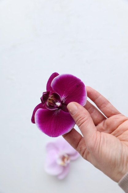 Purple orchid in hand on a white background