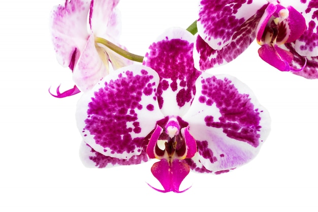 Purple orchid isolated on white background