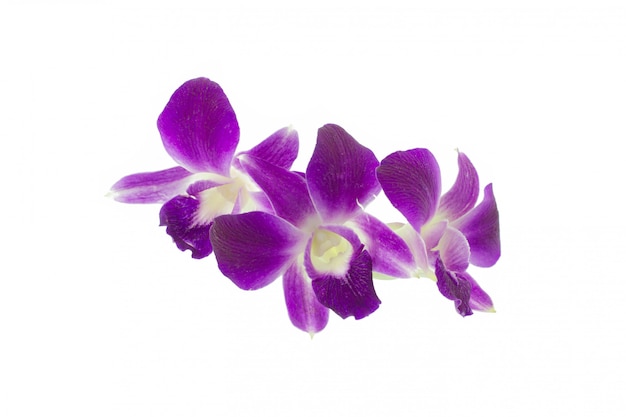 Purple orchid isolated on white