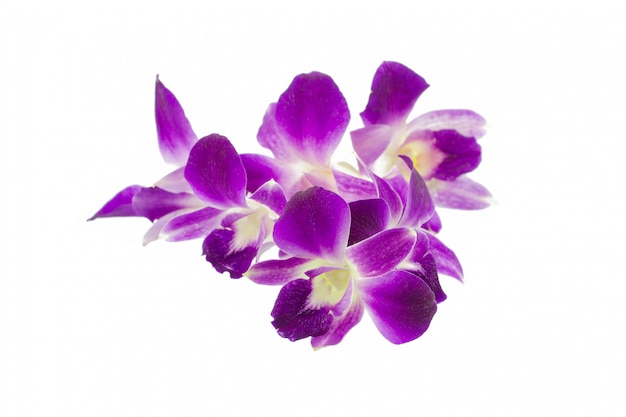 Purple orchid isolated on white