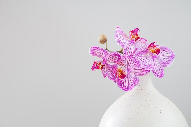 白い背景の近代的な陶器の花瓶に紫のオルキディア