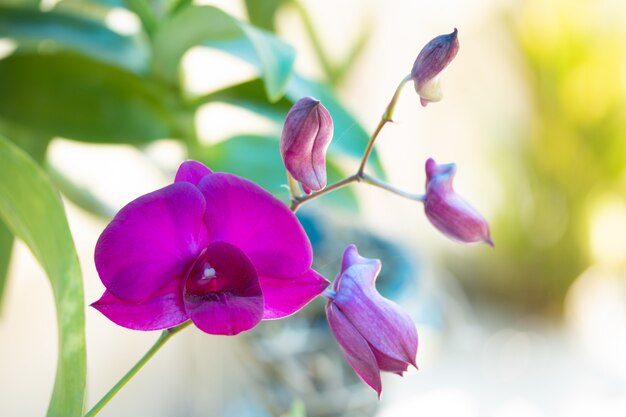 Purple orchid in natural background