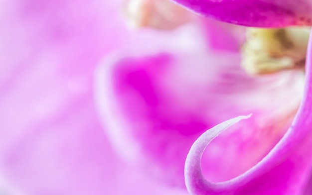 Purple orchid phalaenopsis flower fragment macro floral background