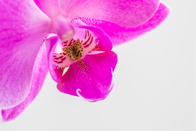 Purple orchid phalaenopsis flower fragment macro floral background