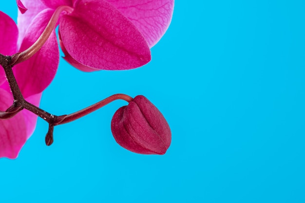 Purple orchid plant blossom close up on blue