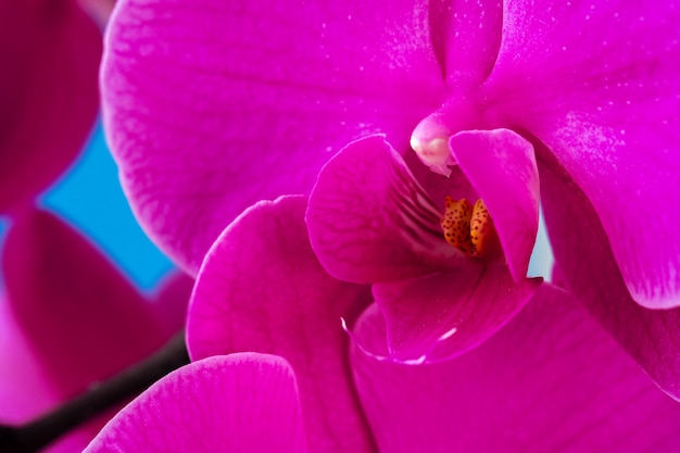 Purple orchid plant blossom close up