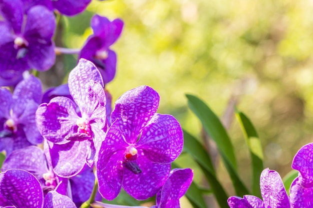 자주색 난초, Vanda, 밝은 햇빛과 녹색 잎 사이에서 텍스트, 선택적 초점 포인트를위한 공간이있는 부드러운 흐리게 스타일의 배경 흐림.