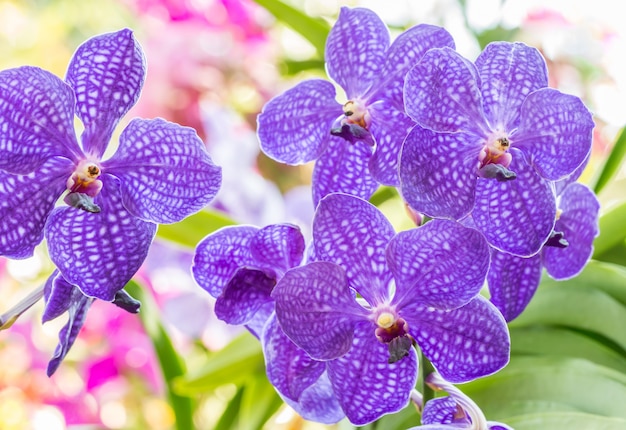 Purple orchid, Vanda.