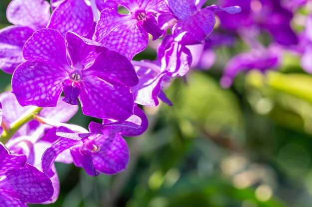 Purple orchid, Vanda.