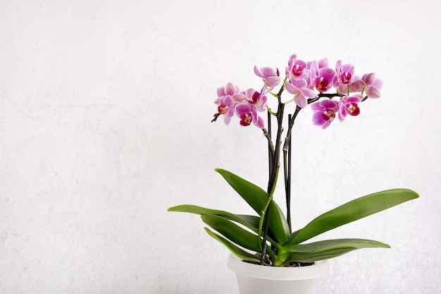 Foto orchidee viola su sfondo bianco copia pianta domestica dello spazio