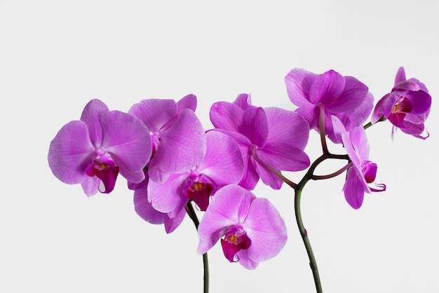 Purple orchid on a white background Isolated image of a flower