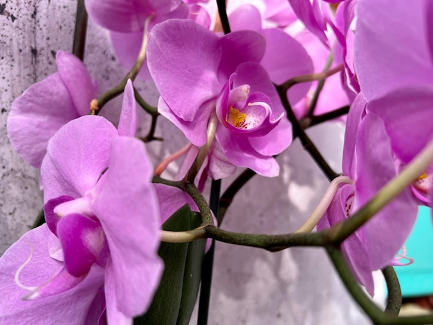 Photo purple orchid with a stem and green leaves