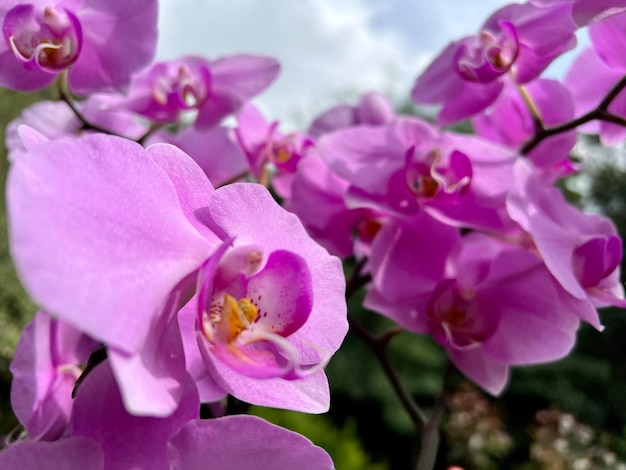 Photo purple orchid with a stem and green leaves