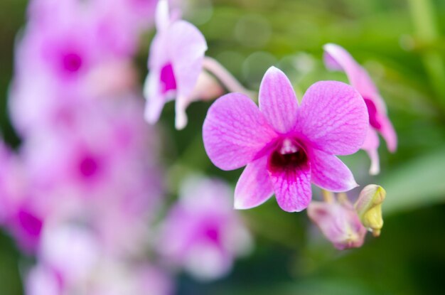 Purple orchid