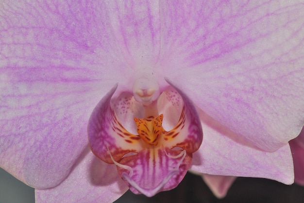 Purple orchid